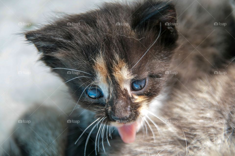 Close-up of a cat