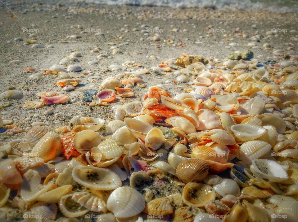 Sea shells on the sea shore...