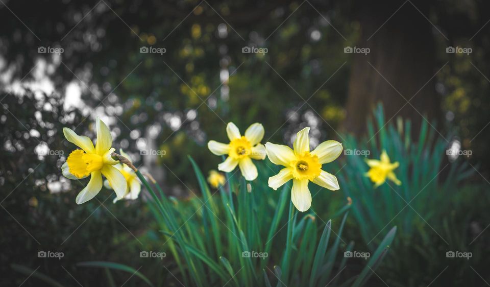 bright yellow daffodils surrounded by lush green plants
