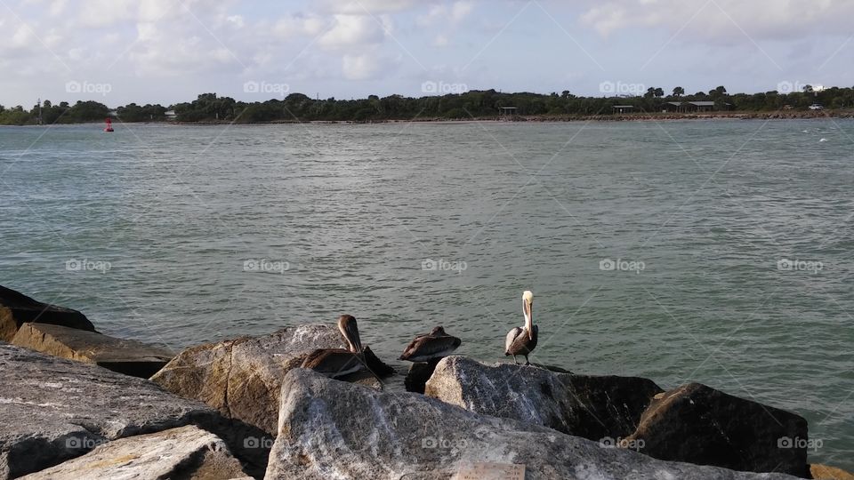 Fort Pierce, Florida jetty has pelicans hanging out.