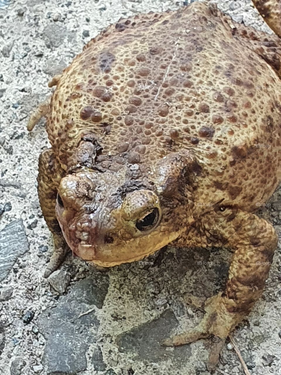 Toad