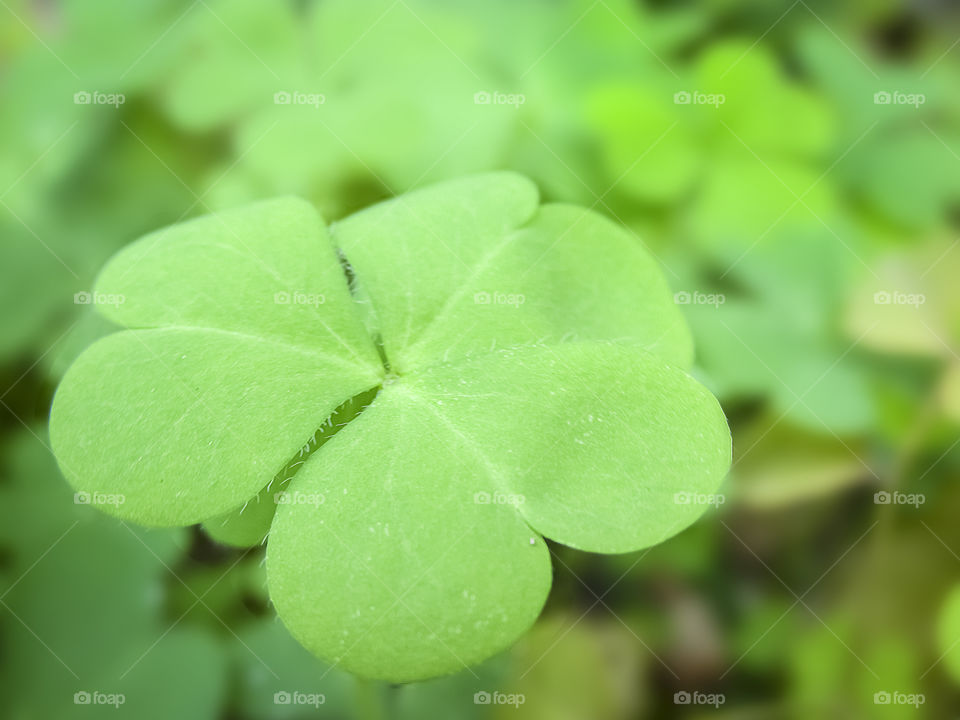 Leaf, No Person, Nature, Growth, Clover