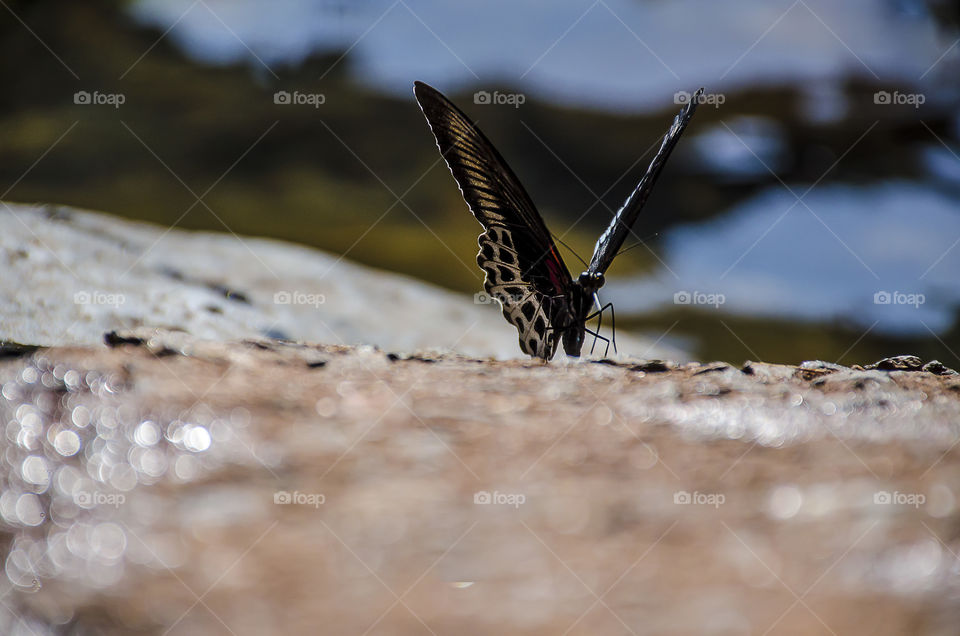 butterfly enjoying waterfall