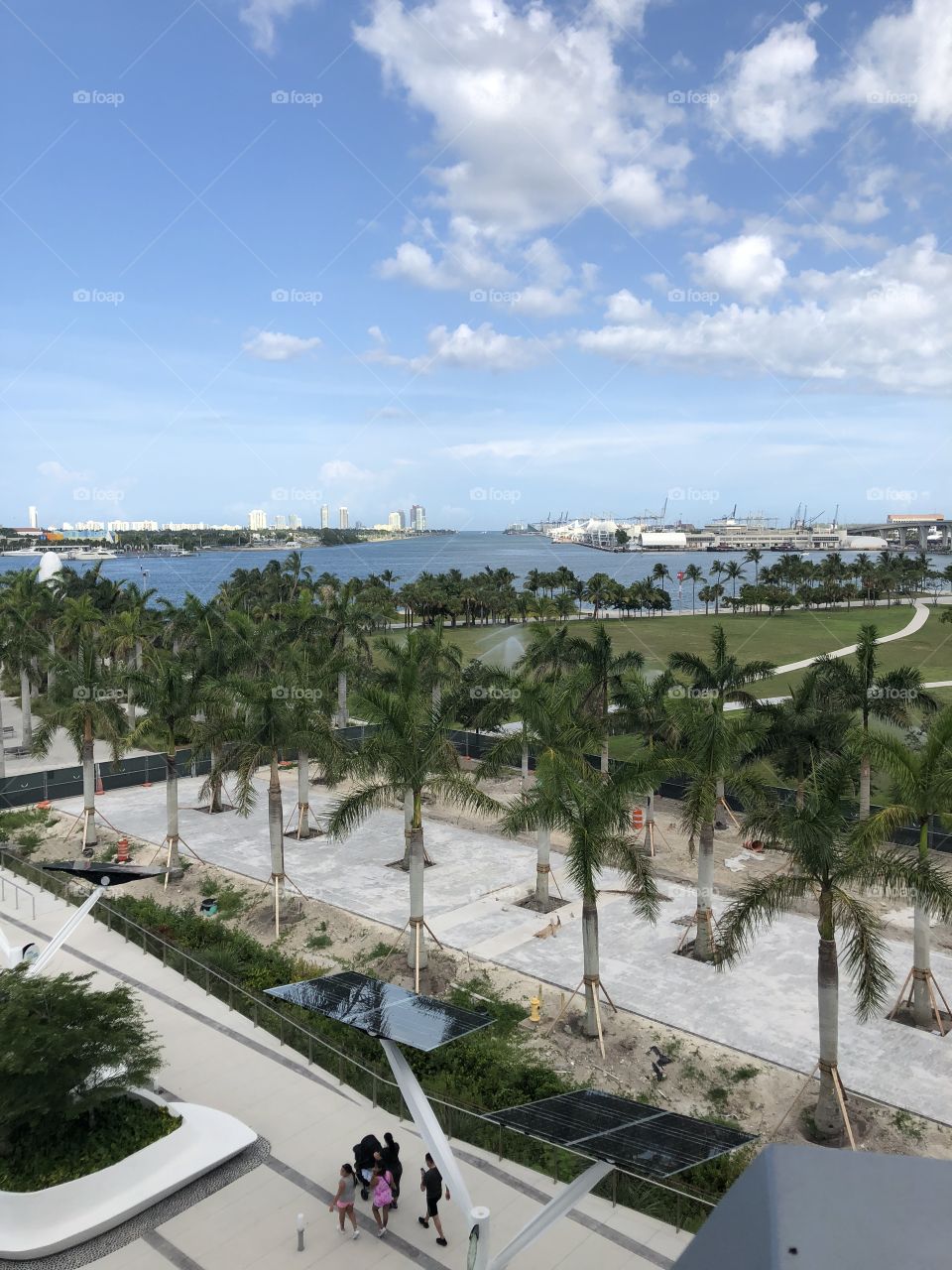 Miami  palm trees