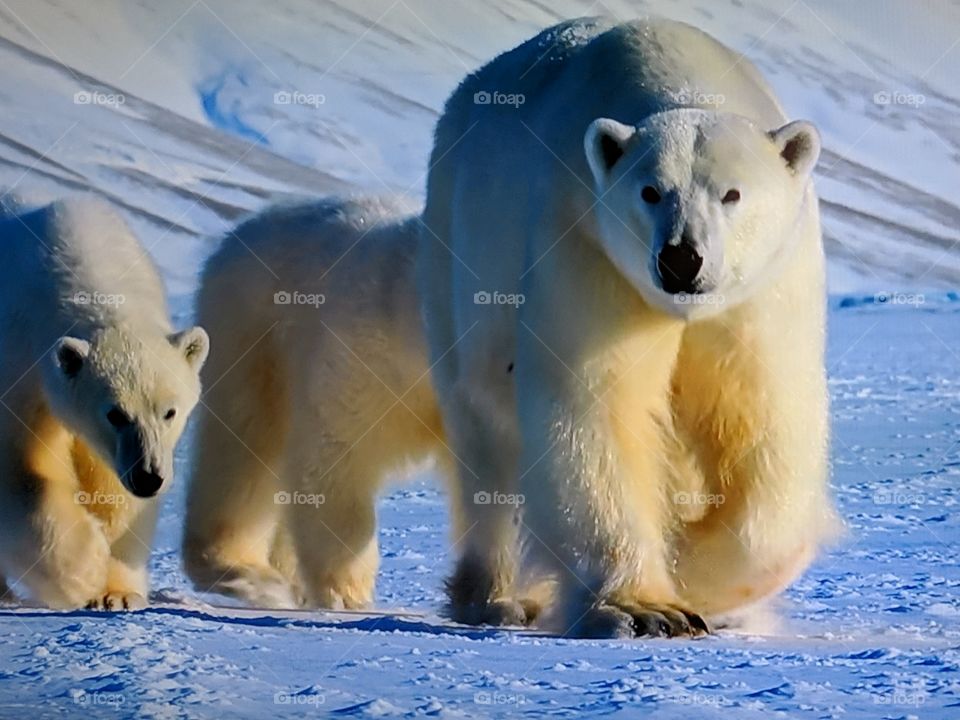 polar bear
