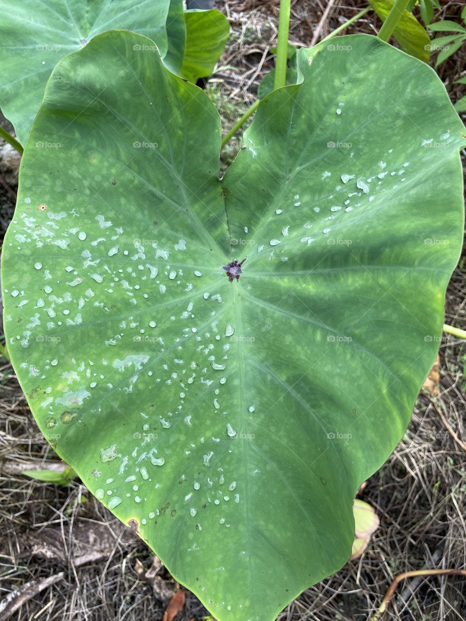 after rainy day, some of the droplet still on yam's (taro) leaf