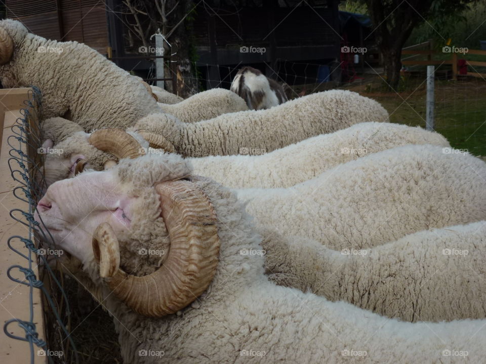 The sheep in Primo Piazza, Khao yai, Thailand