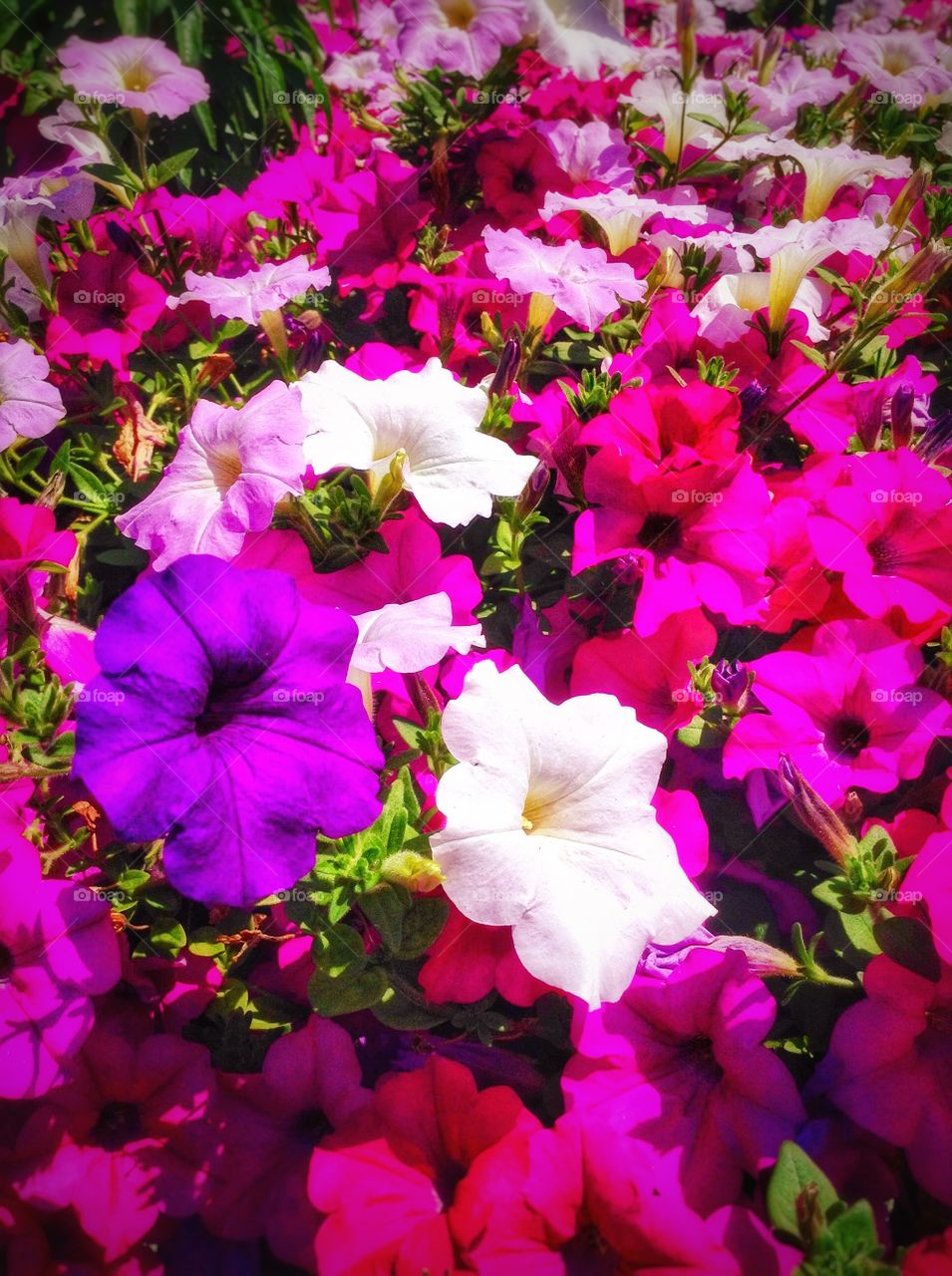 Petunias. Summer isn't complete without petunias in the garden.