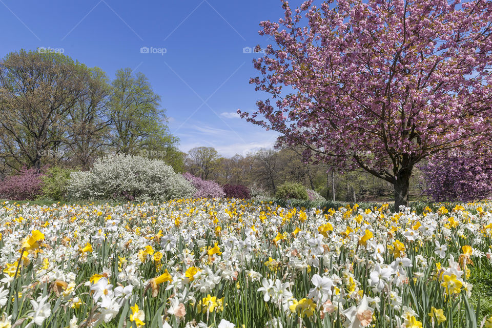 Beautiful field of flowers and cherry trees in spring