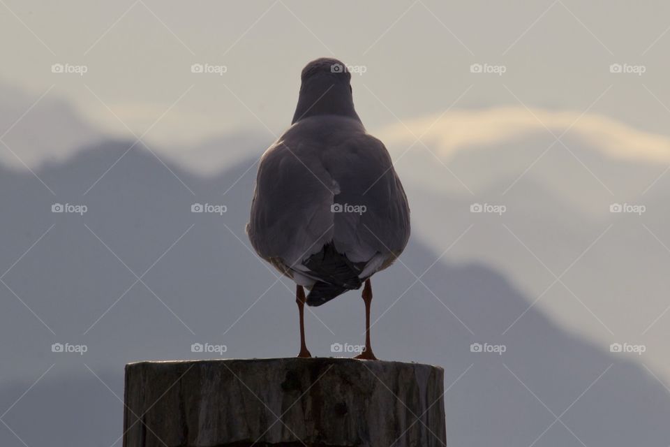 Seagull perching on wood