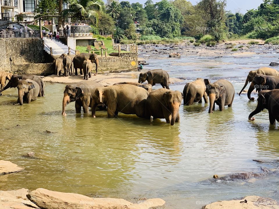 Elephant srilanka 