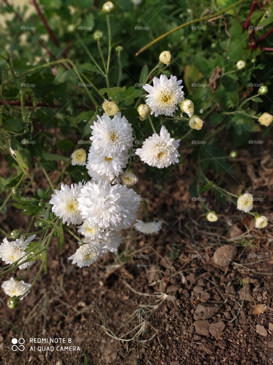 shevanti also called chrysanthemum flowering plant
