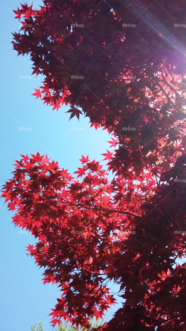 Red Maple leaves against the sky