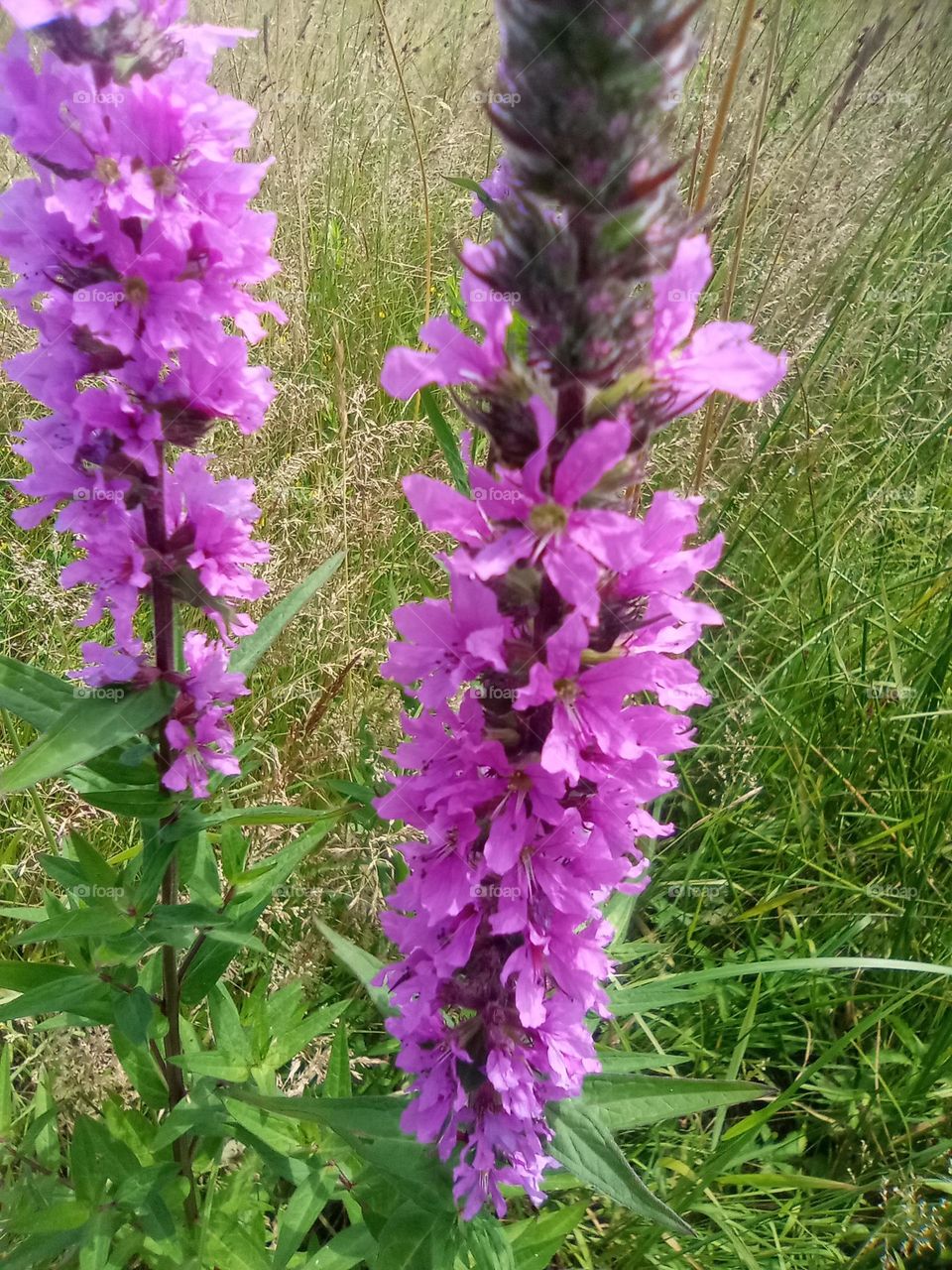 field flowers