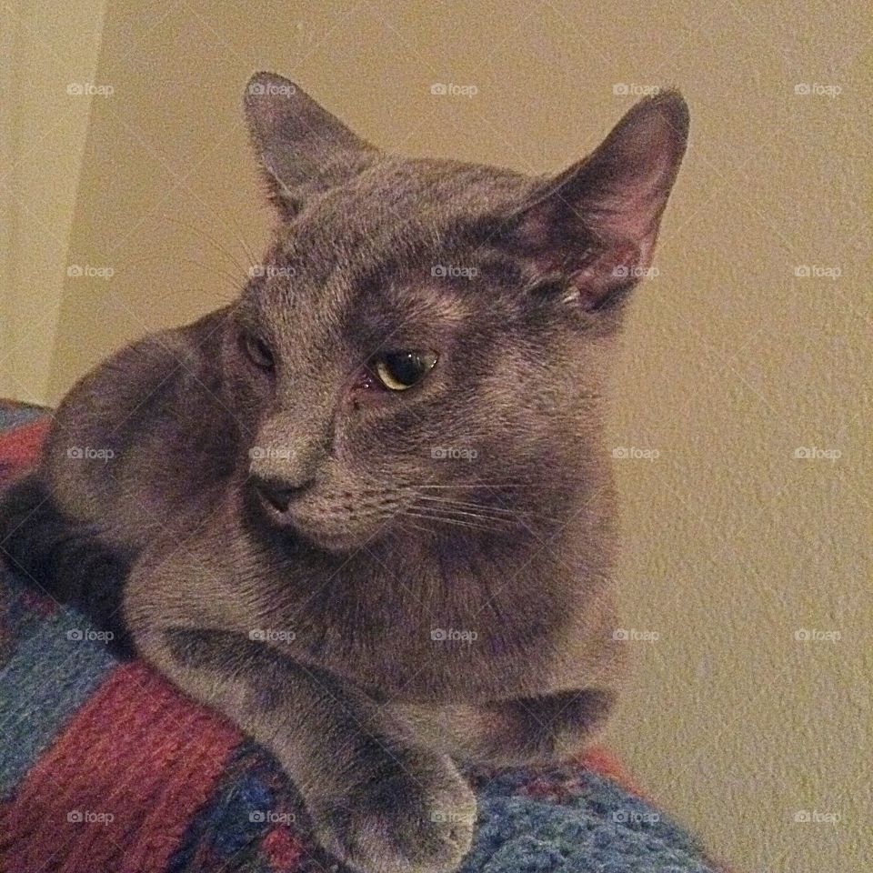 Gray cat