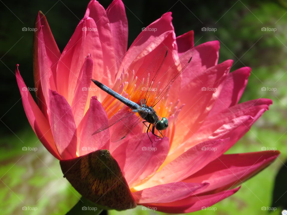 The Dragonfly & The Water Lily