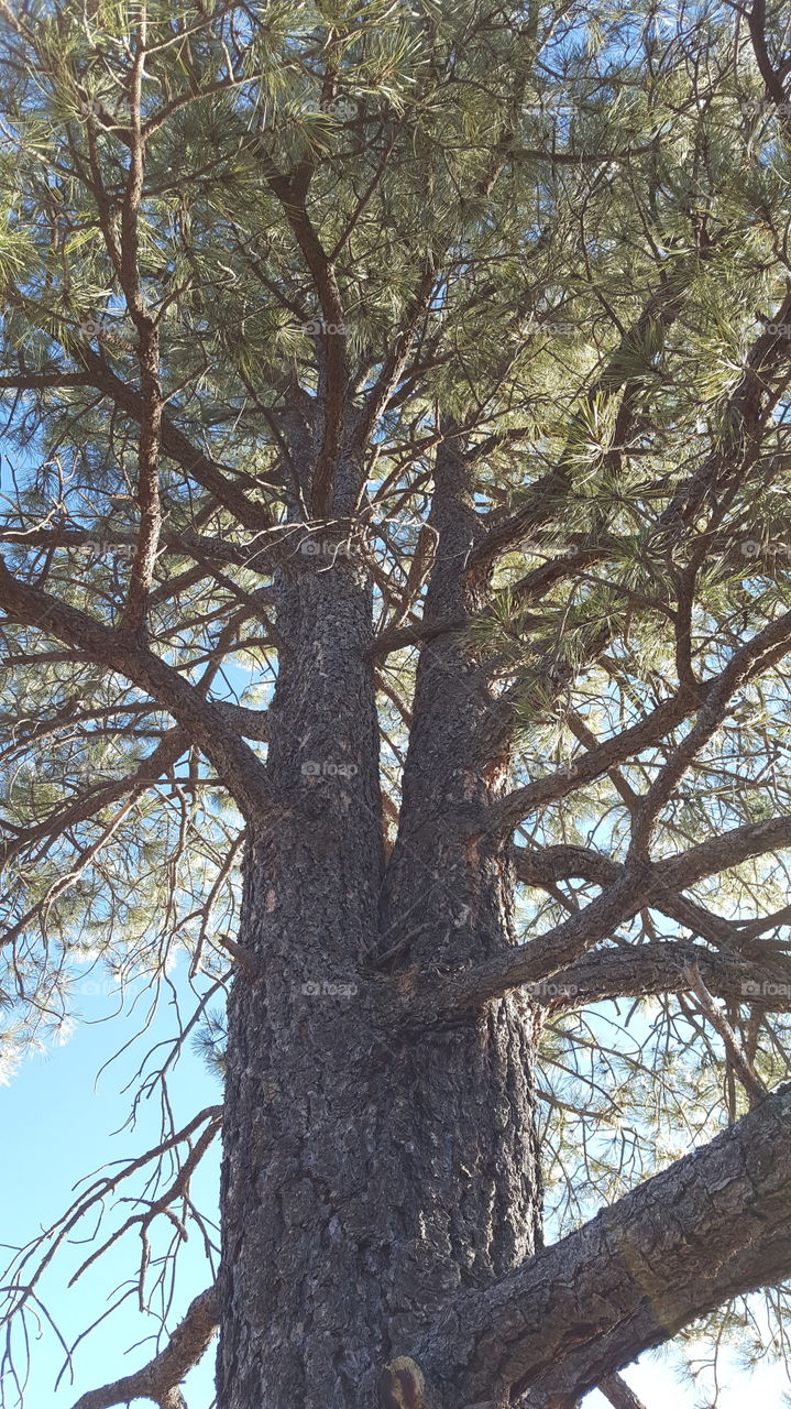 These Pines
