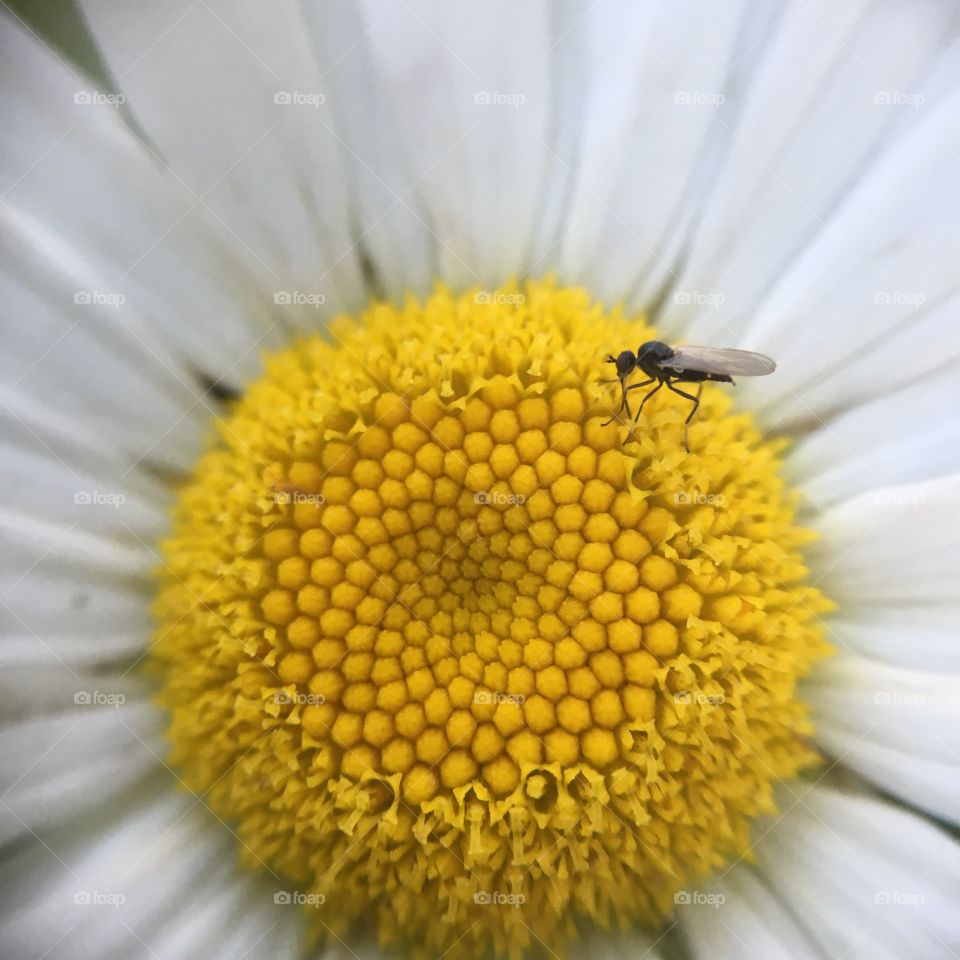 Gnat on daisy