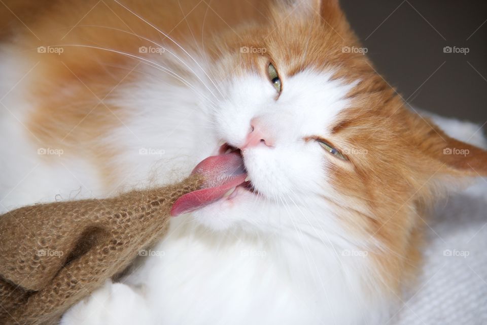 heavy cat 
cat washes clothing 