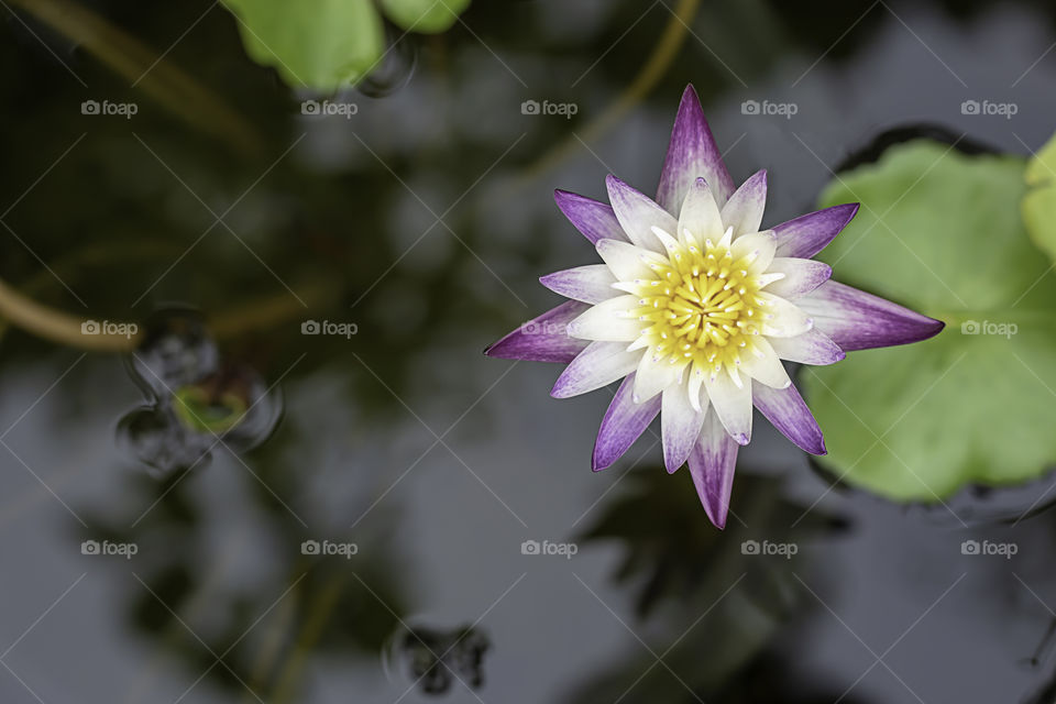 Lotus flowers dark purple in pound.