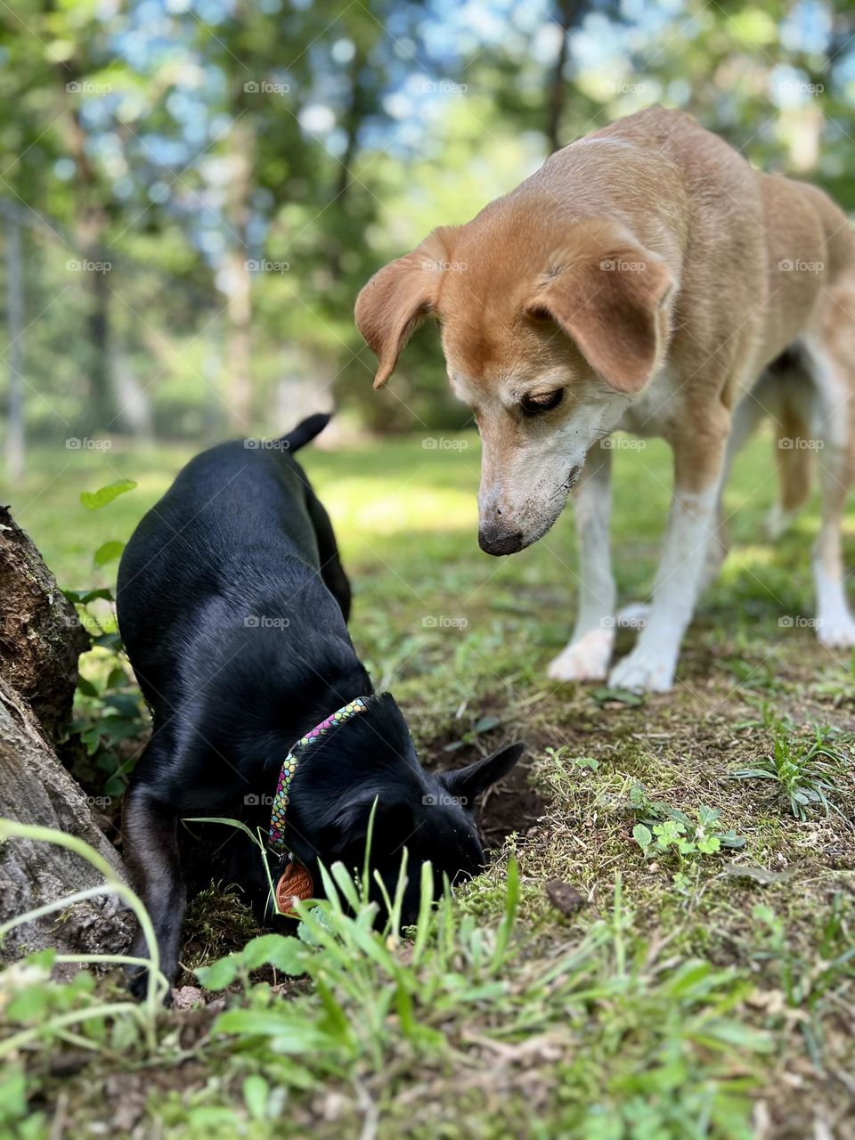 Small black dog digging a hole chasing prey. Larger tan and white dog attentively waits for a turn.