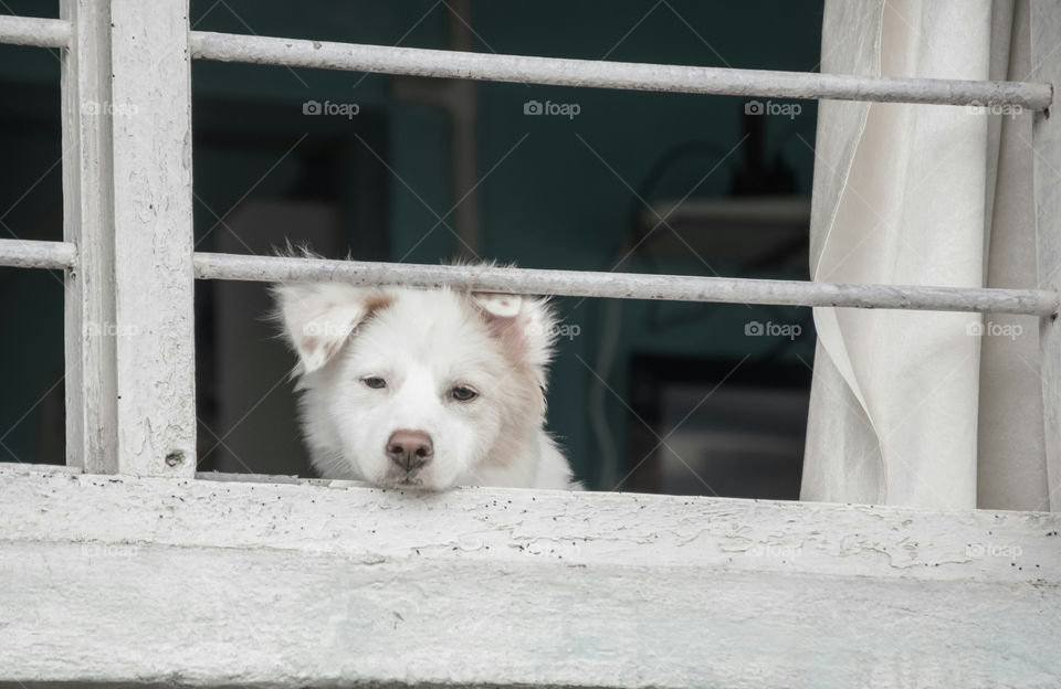 A cute little dog looking out of a window