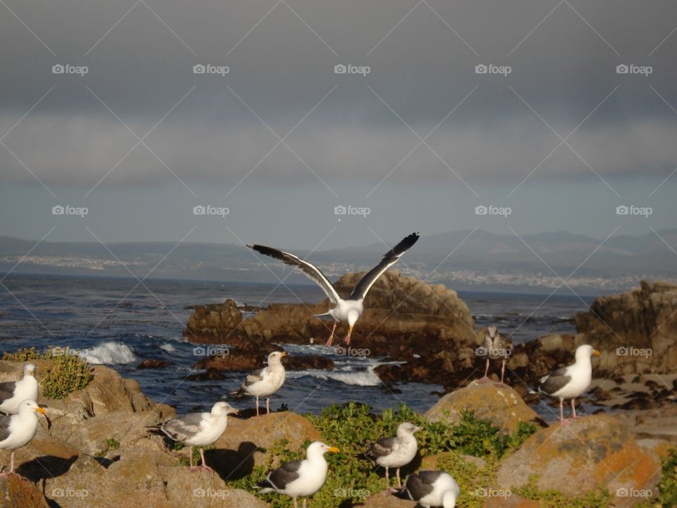 Seagulls flying near beach