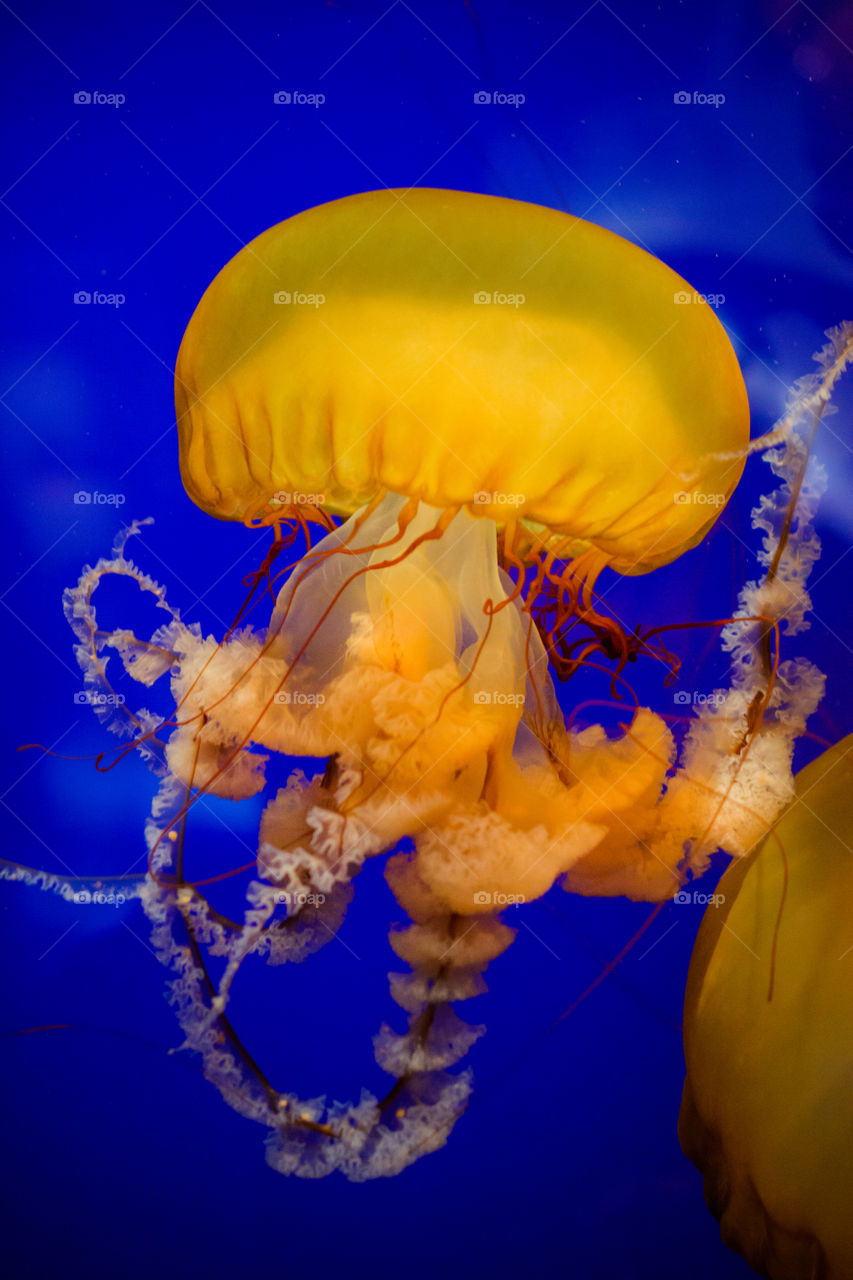 Large Bright Orange Jellyfish in Water