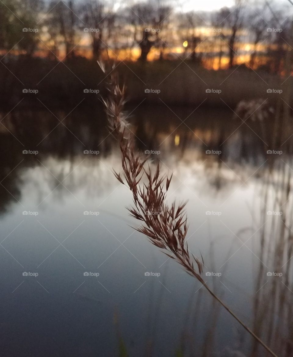 see gras schilf abend Wasser