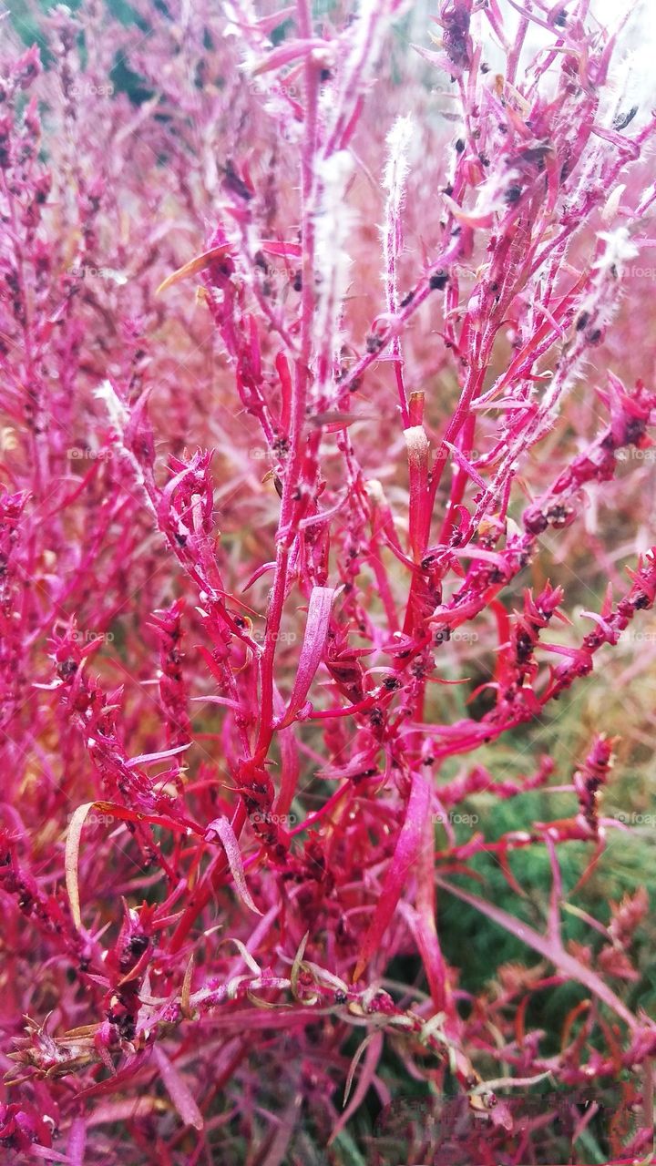 Viva Magenta. Pantone's color of the year