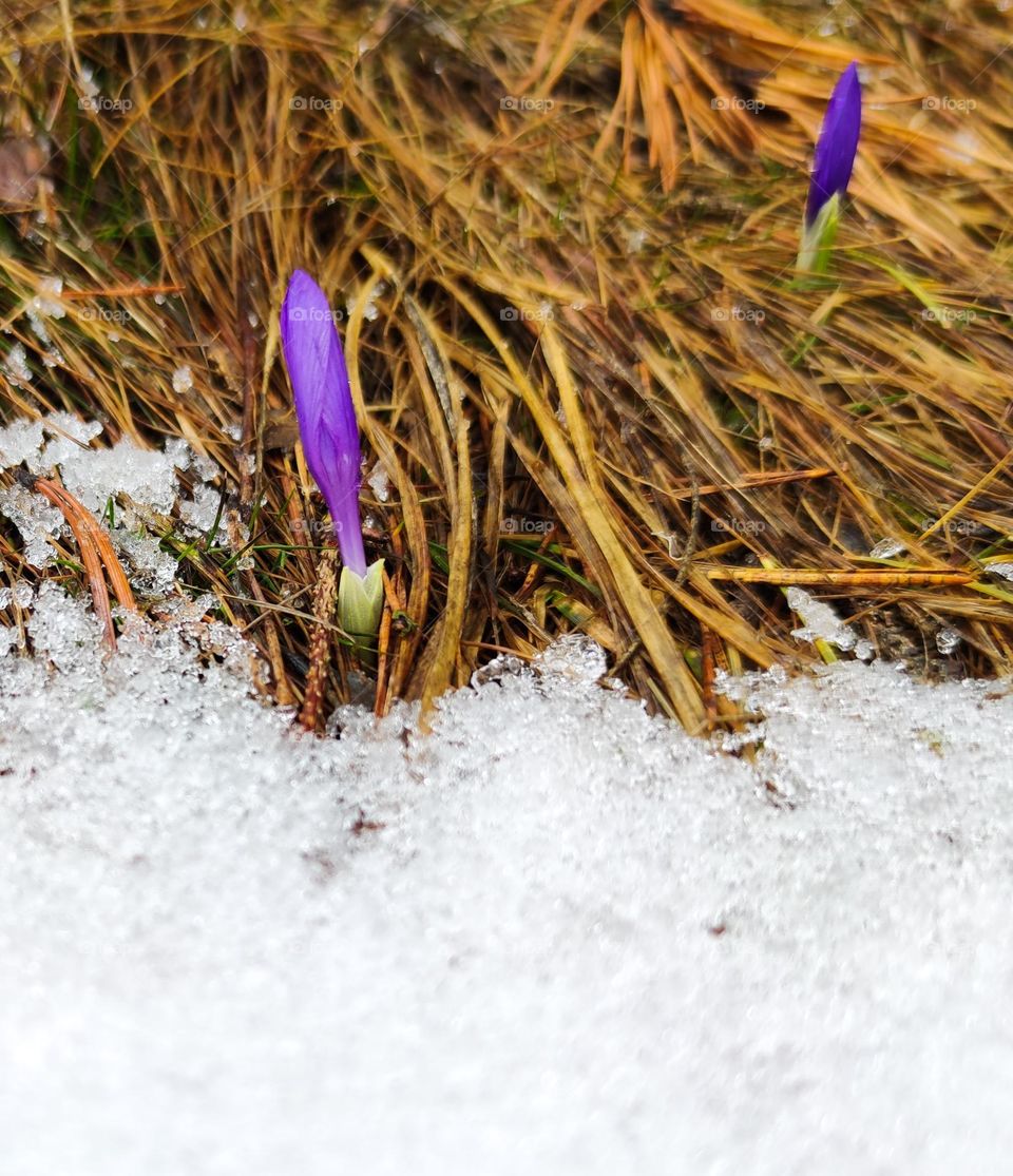 First winter flowers in purple