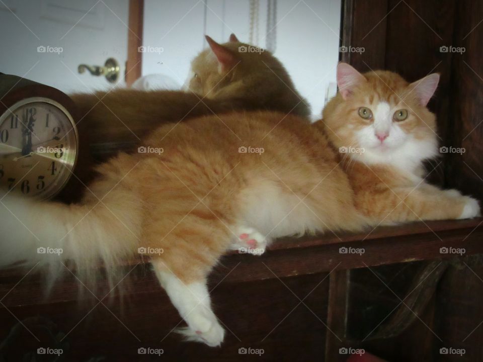 Orange and white Maine Coon cat laying on a mantle chilling