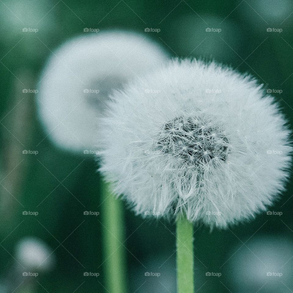 White dandelion. Green background. Macro.