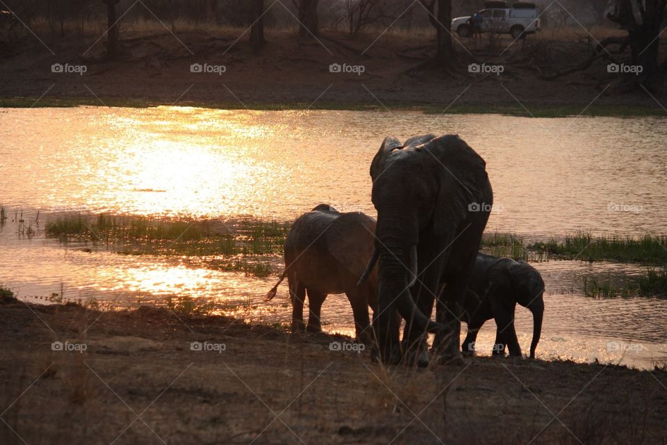 Elephant family by lake at sunset