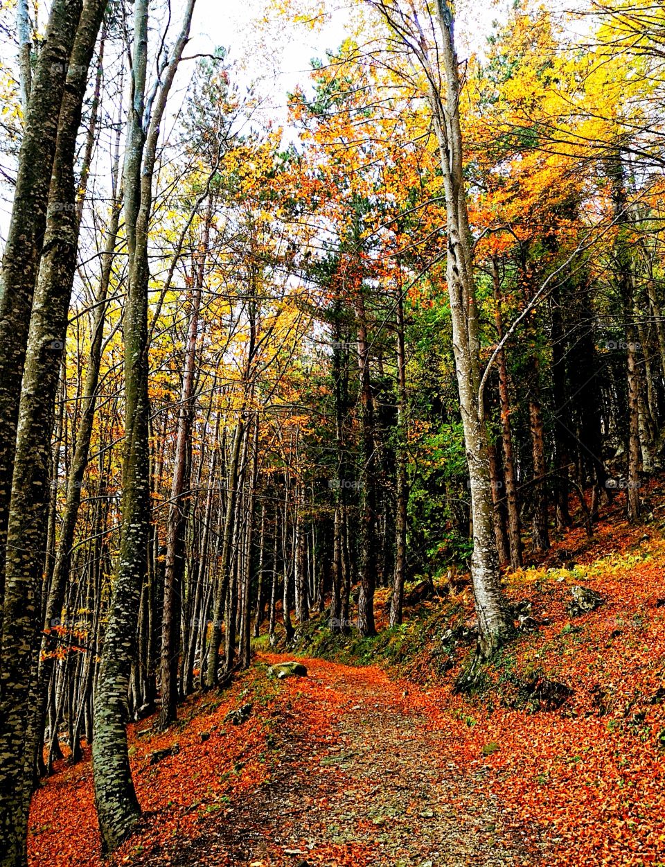 Woods colors in autumn