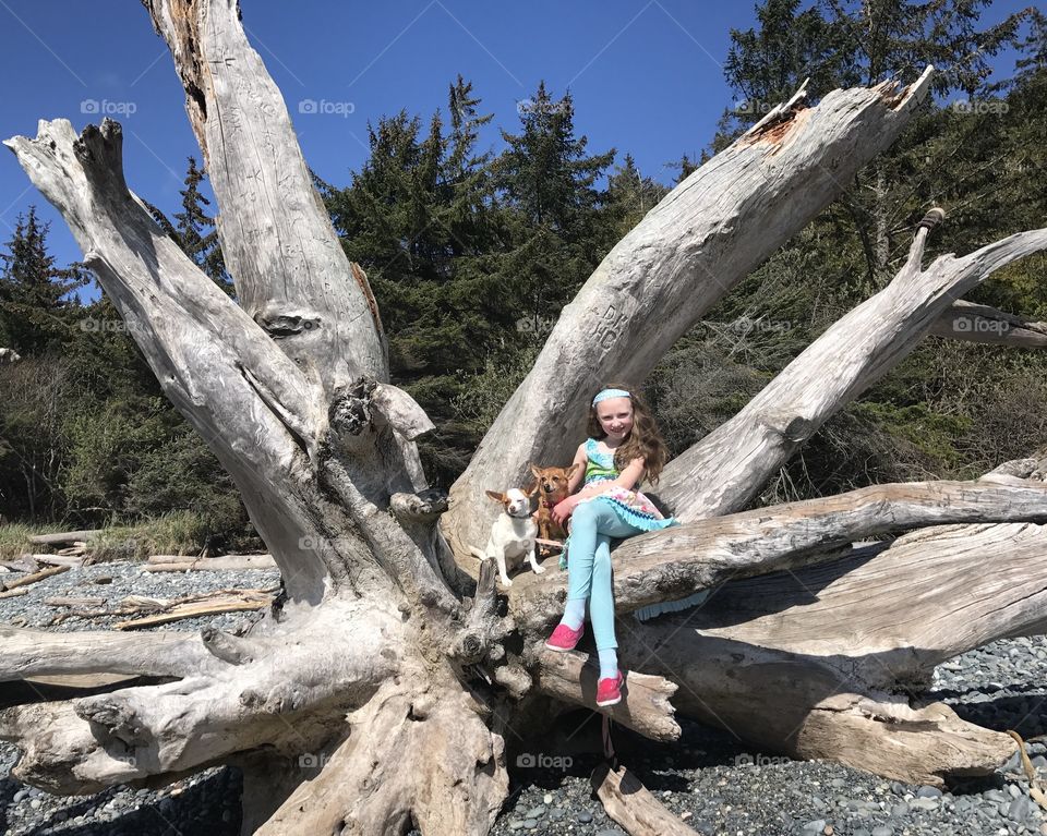 Perched on a tree root on the ocean beach, a girl and her two dogs (chihuahuas)