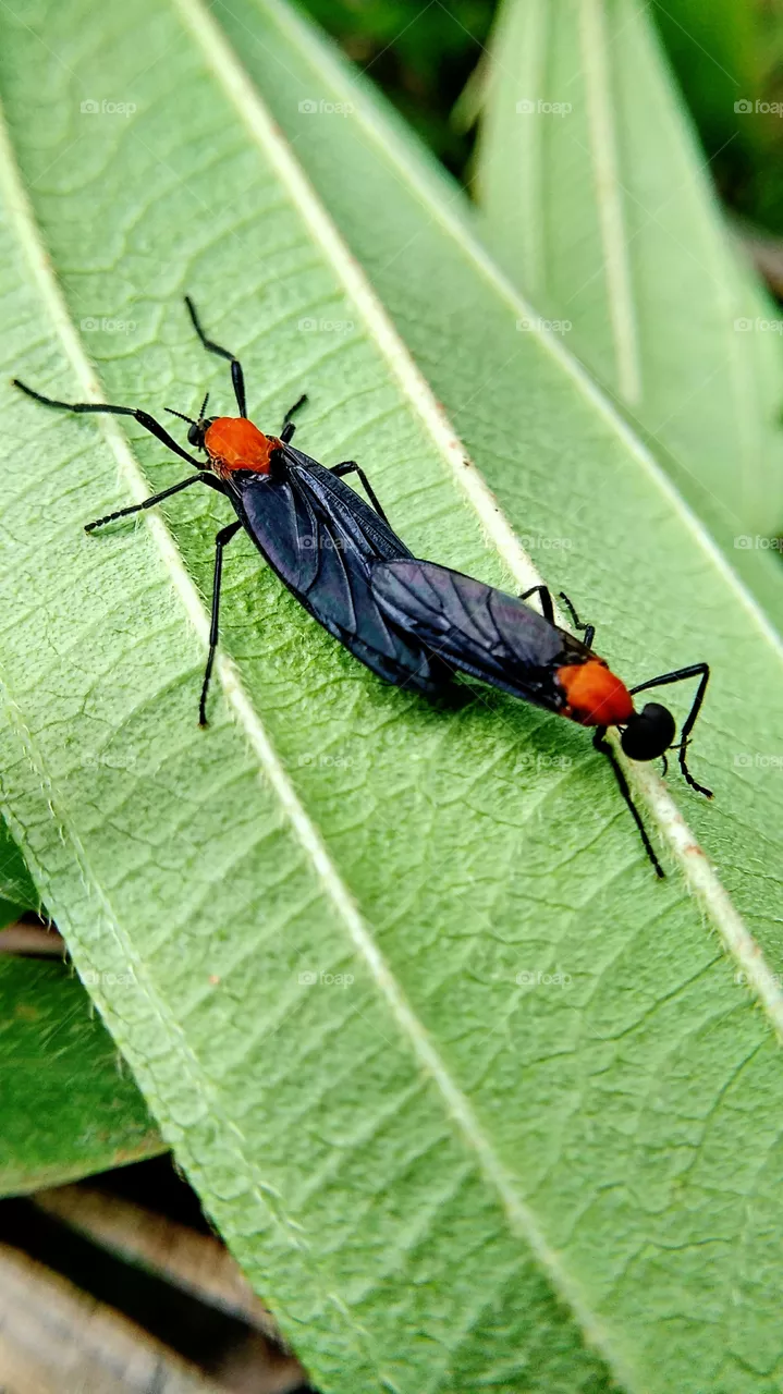 insect