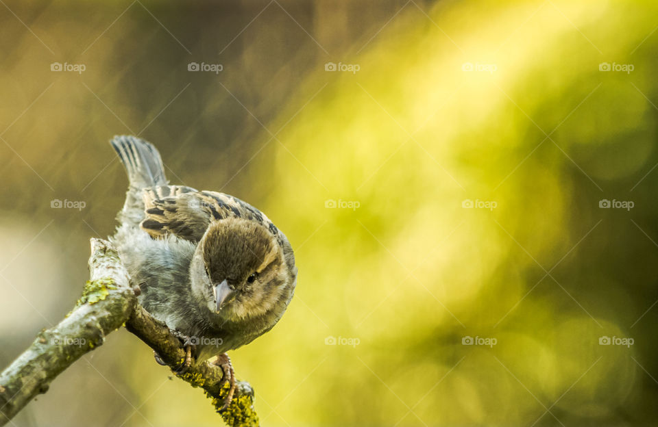 Bird, Wildlife, Nature, Animal, Sparrow