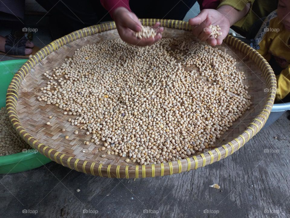 Soybean is a type of legume that is the basic ingredient of many foods from East Asia such as milk, soy sauce, tofu, and tempeh.