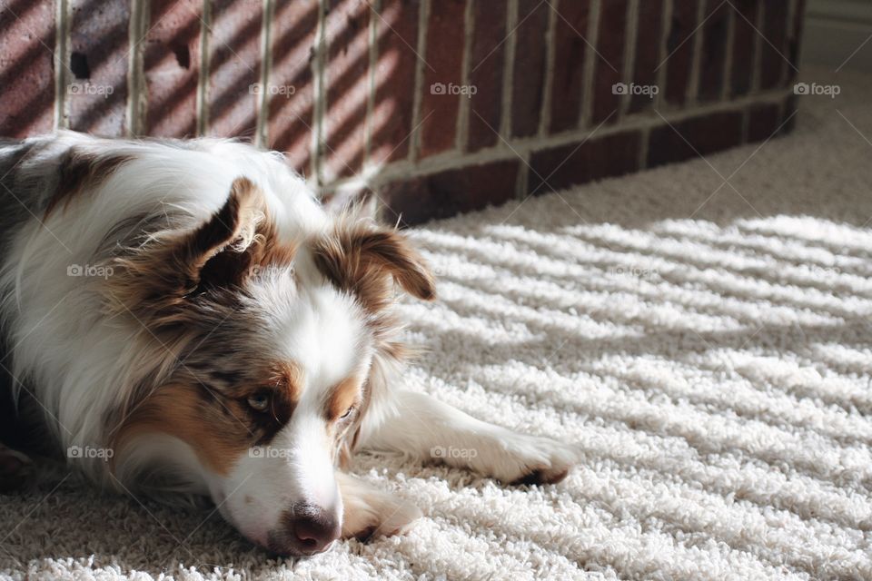 Rocky Mini Aussie 