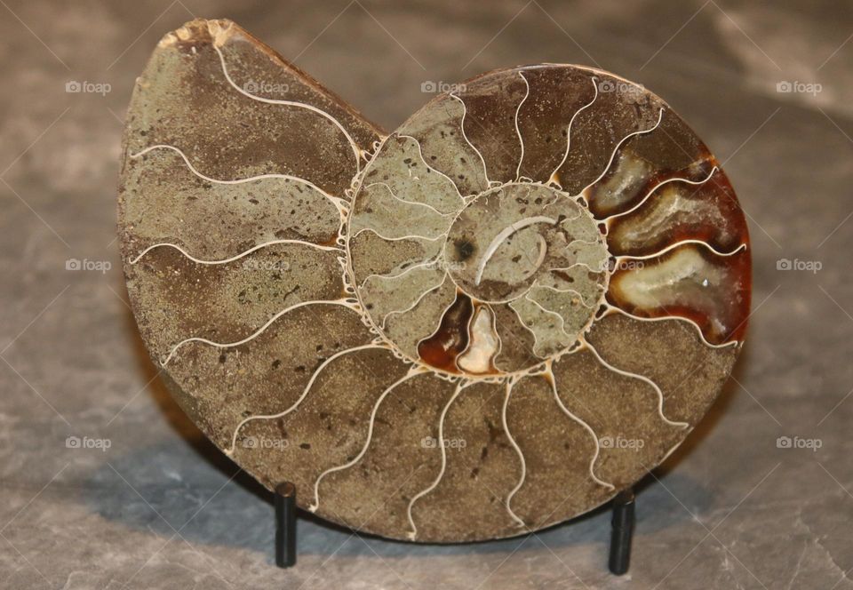 Ammonite Fossil Cut in Half