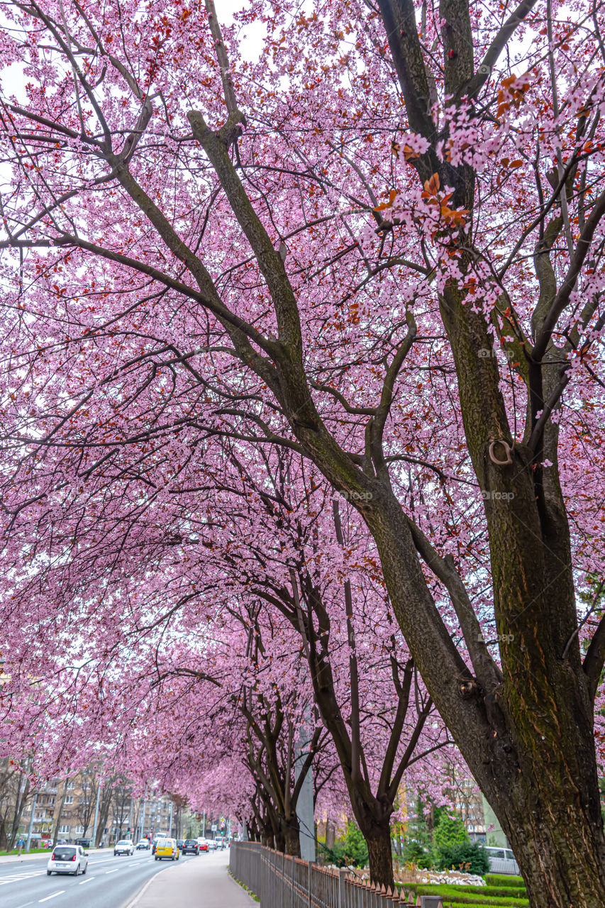 Cherry plum trees blooming