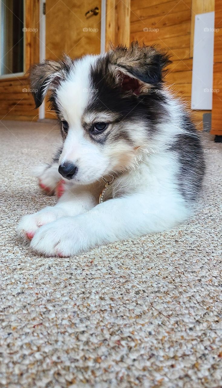 Cute black and white husky cross puppy