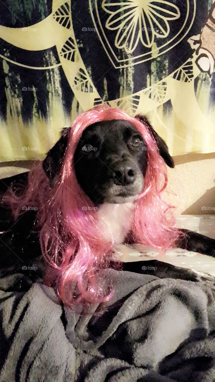 Pink Hair Doggie