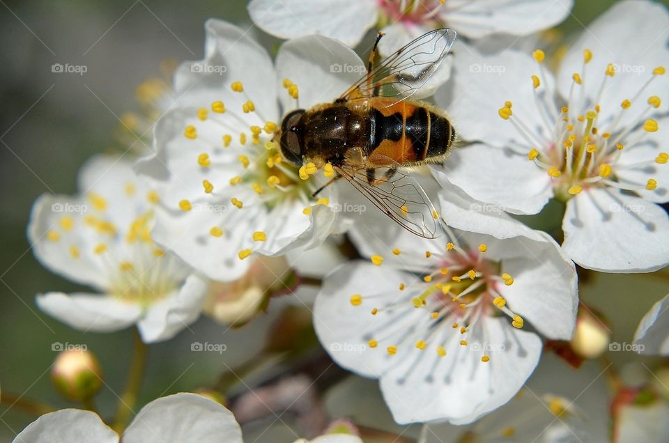 Bees-Nature in Motion