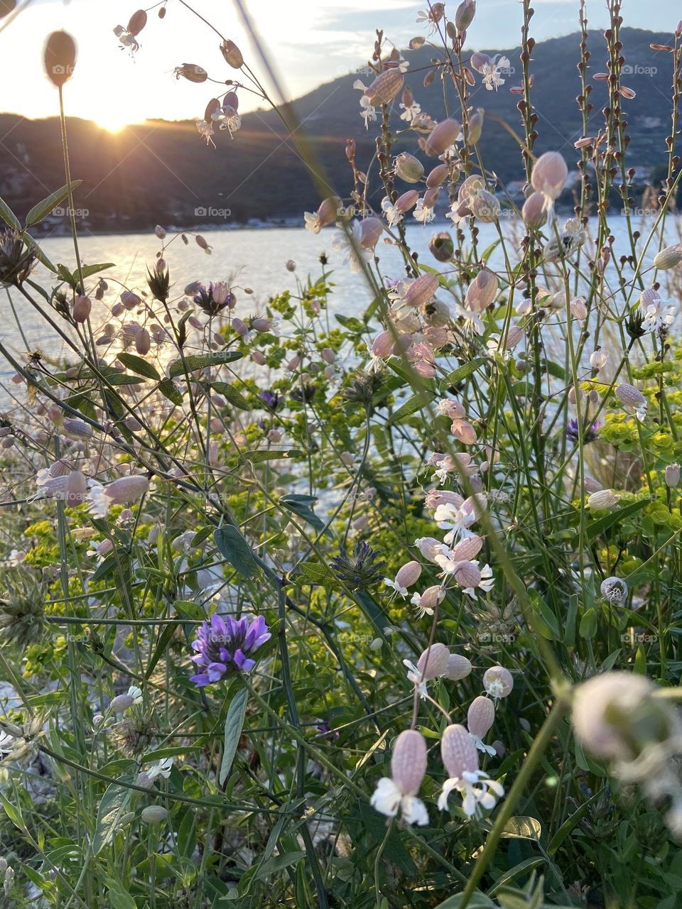 The simple beauty of springtime wildflowers growing freely by the Adriatic Sea. 