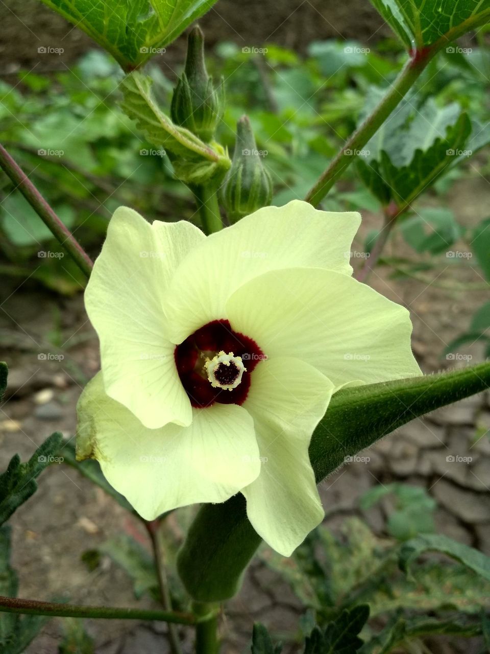 Lady Finger Flower | Lady Finger Plant | Beautiful yellow flower