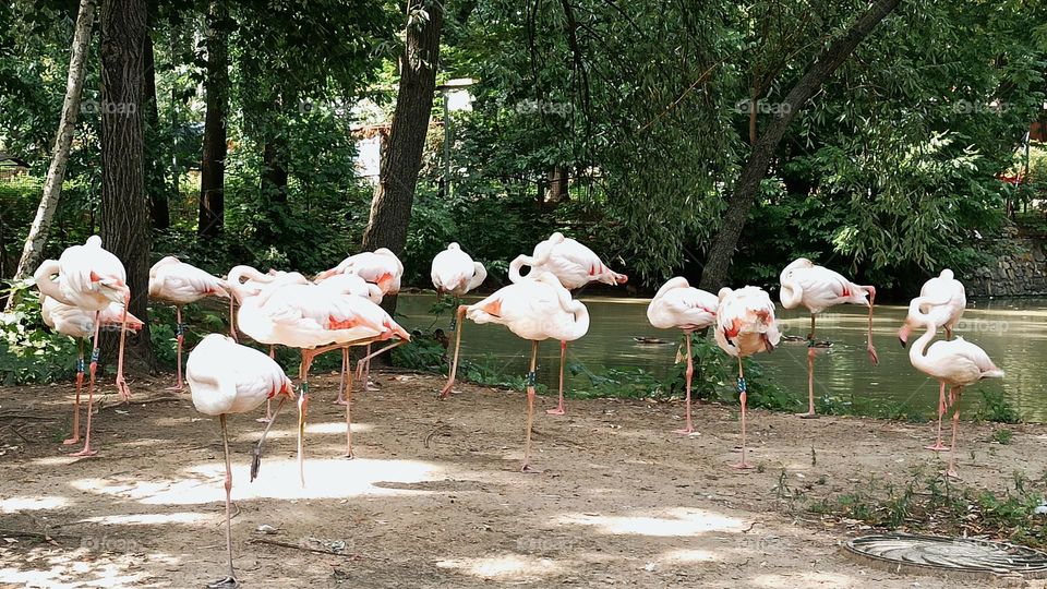 flamingo birds are resting