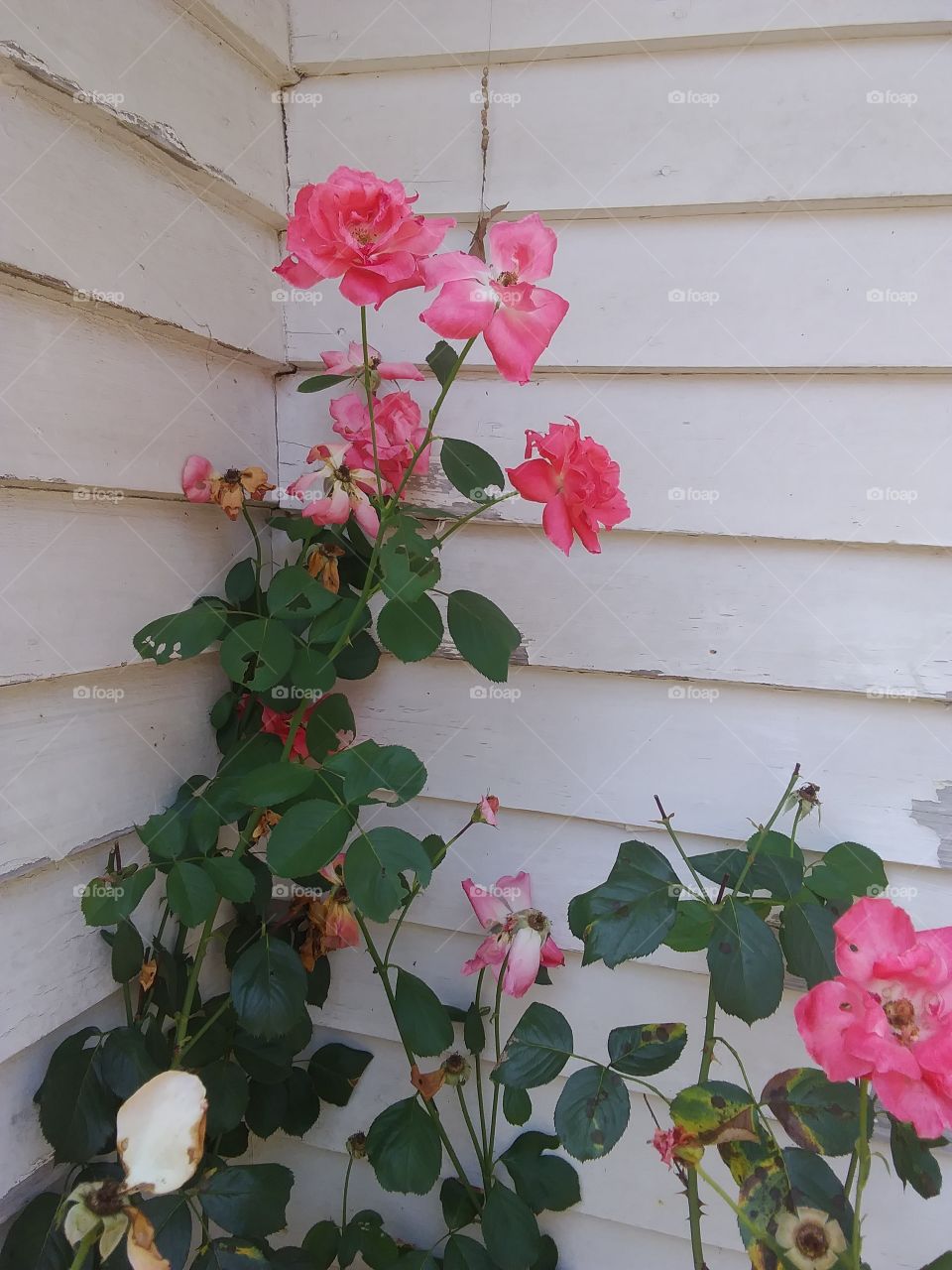 rose in a corner