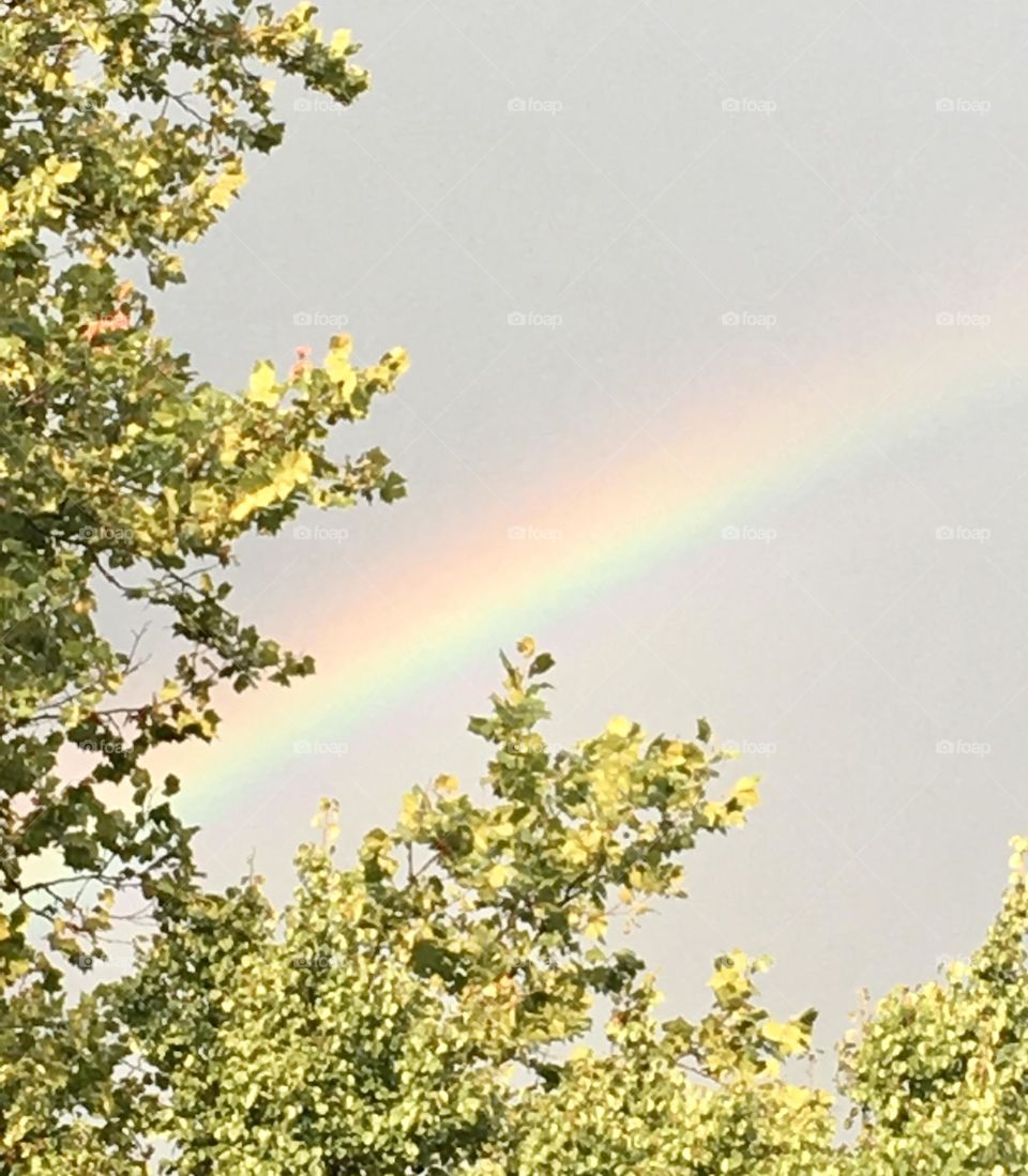 Rainbow from the Tree